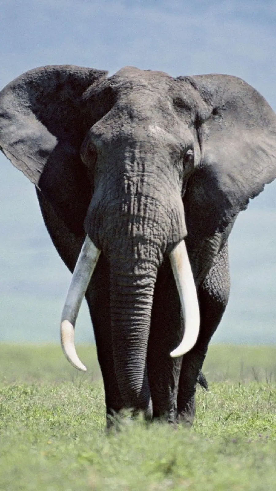 Stock photo of a large elephant walking in the grassland for wallpaper