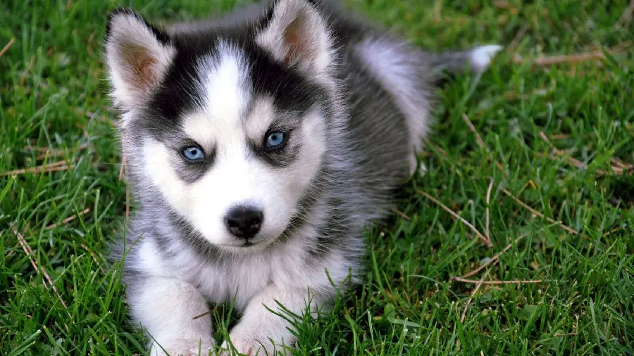 HD background photo of a husky puppy with blue eyes