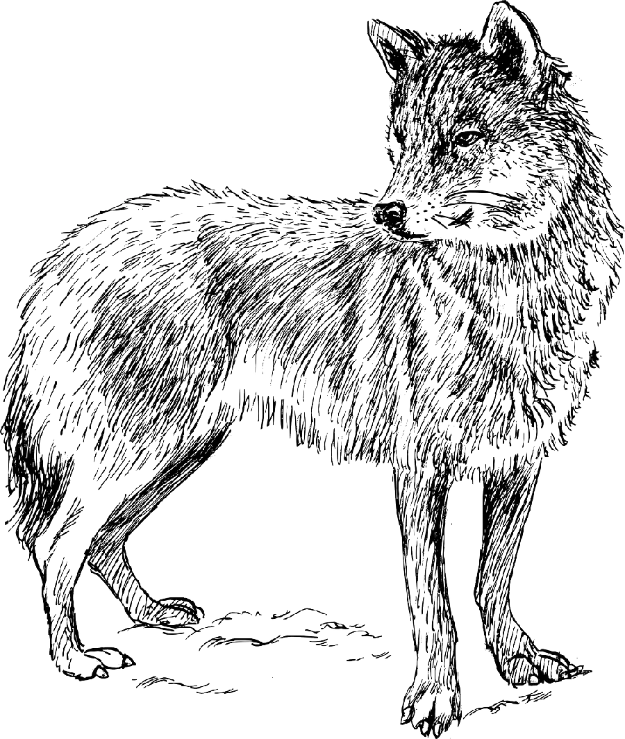 Download Free And Unique Wallpapers Of Real Wolf Head PNG