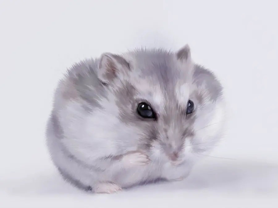 White and gray hamster image