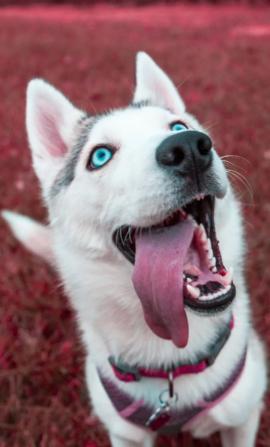 Stylish and classy background for the phone of a husky with an interesting background