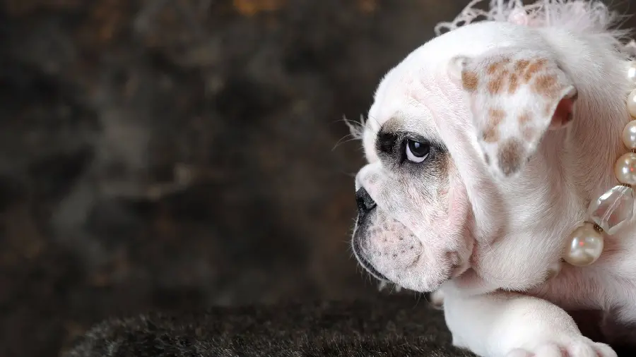 Funny Stock Image of White English Bulldog Dog