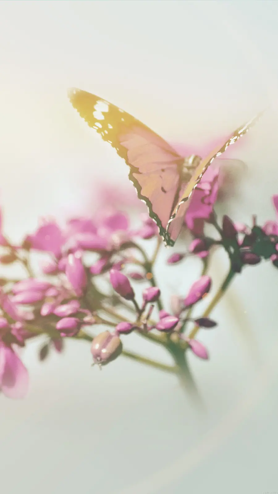 Stylish and cute butterfly wallpaper with blurred background for iphone