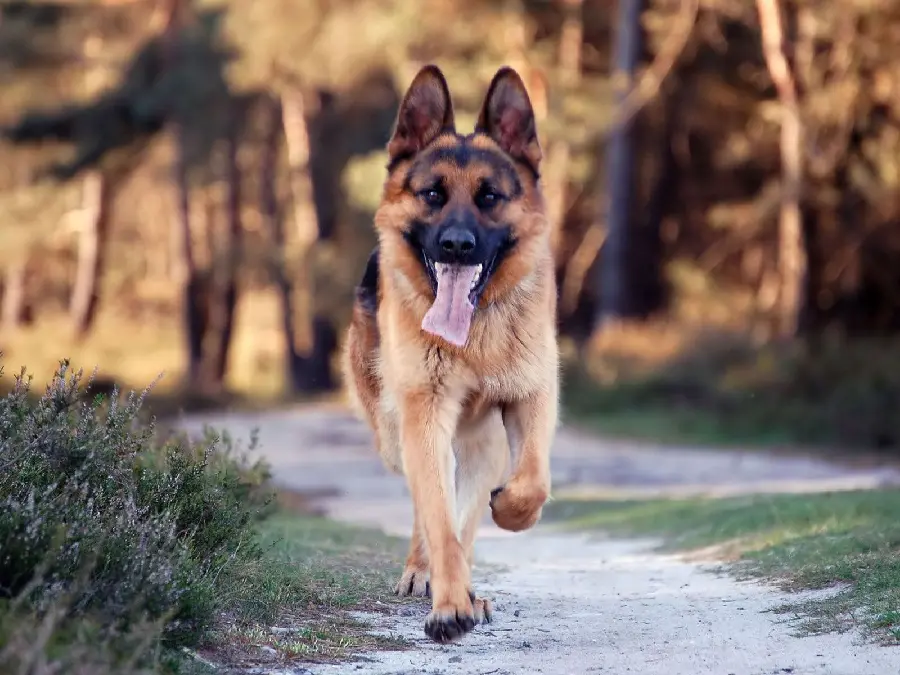 Attractive profile picture of the German Shepherd Rex