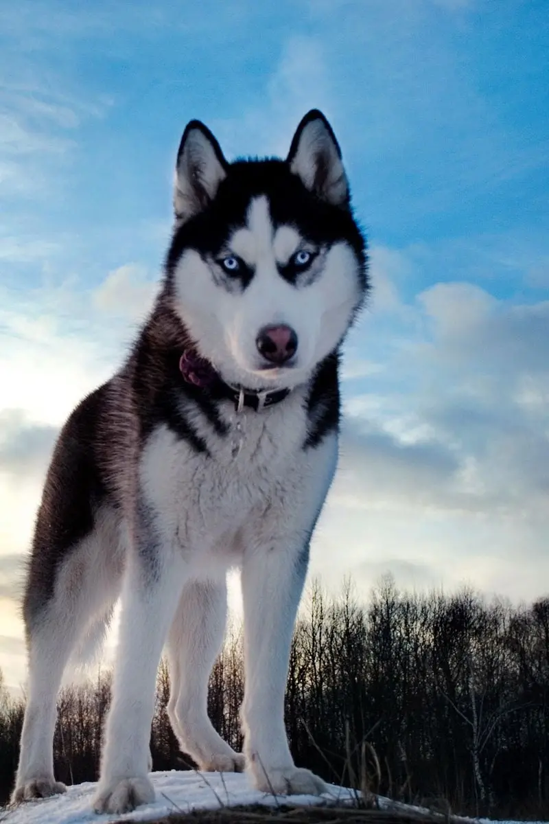 Standing and large husky background image for iPhone