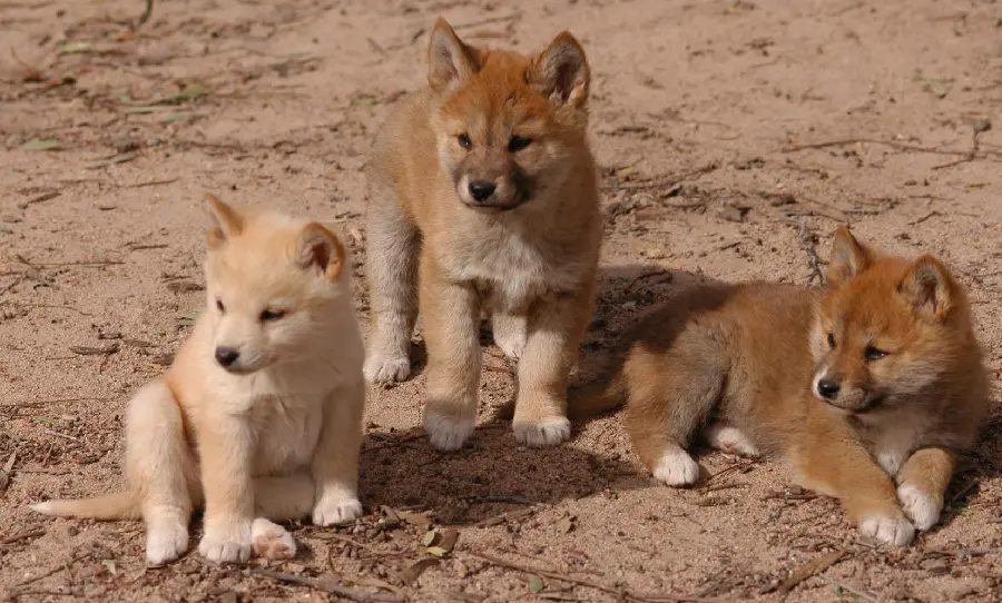 Free download of the latest pictures of the dingo or Australian wild dog