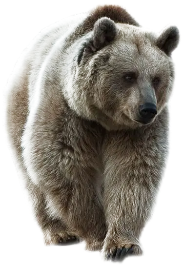Profile photo of a giant Syrian brown bear PNG