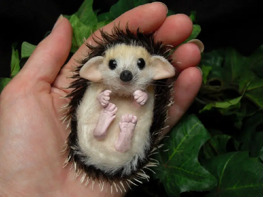 High quality photo of a long-eared baby hedgehog