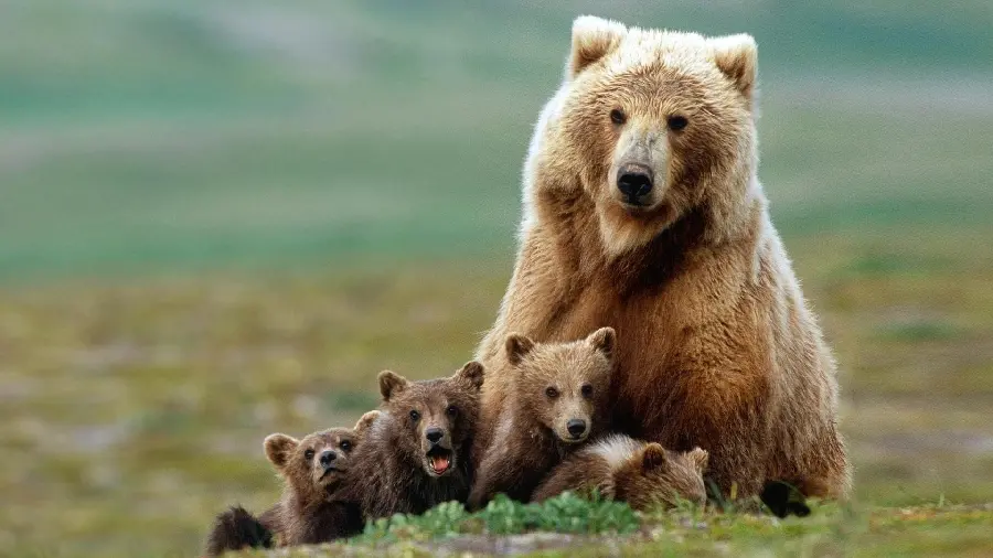 High quality bear cub photo for documentary filmmakers' profiles