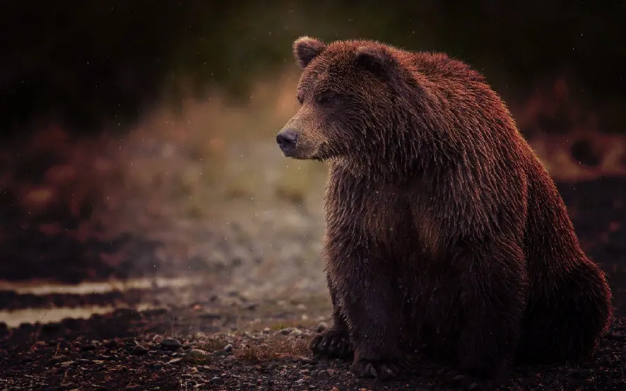 Attractive HD Wallpaper of a Brown Bear for Computer