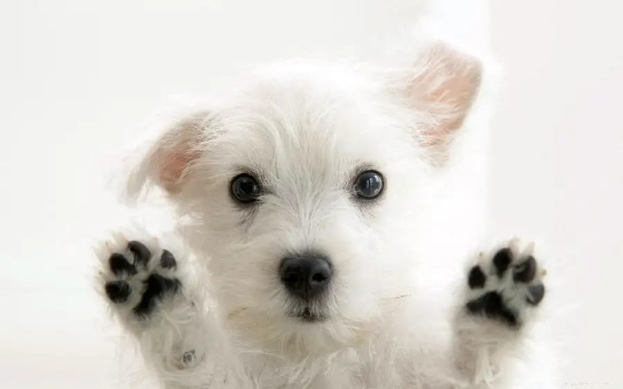Amazing background of white West Highland Terrier puppy