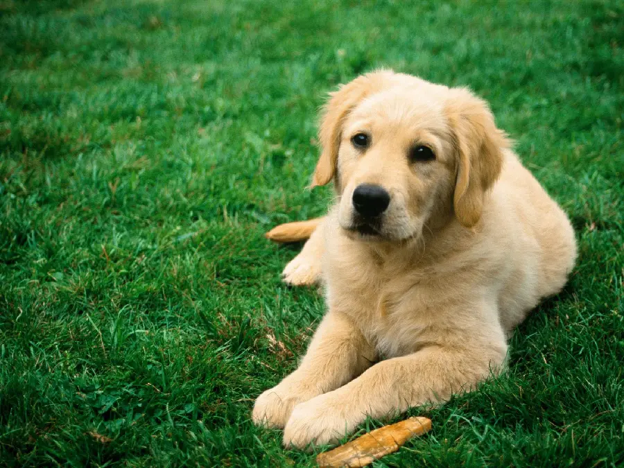 Interesting and spectacular stock photo of a baby Golden Retriever