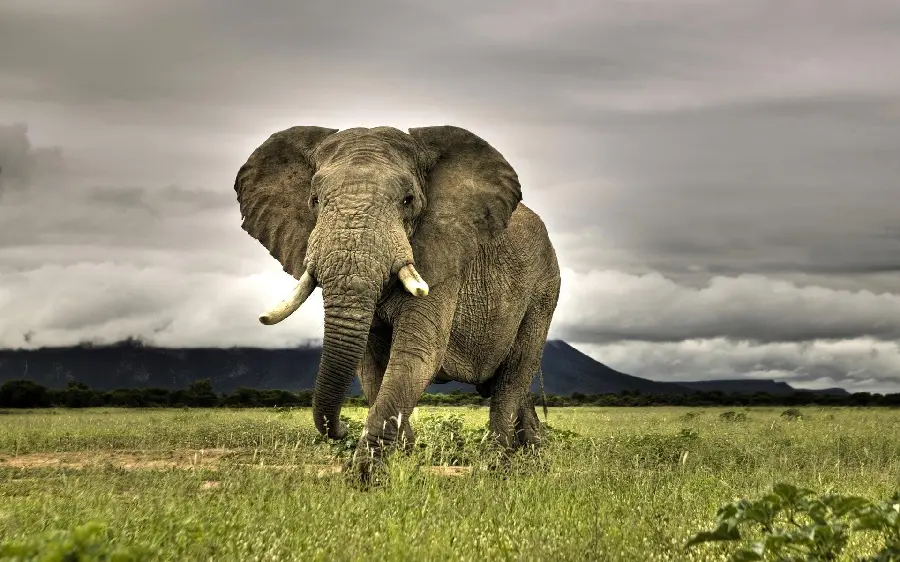 Picture of a lonely African grey elephant walking
