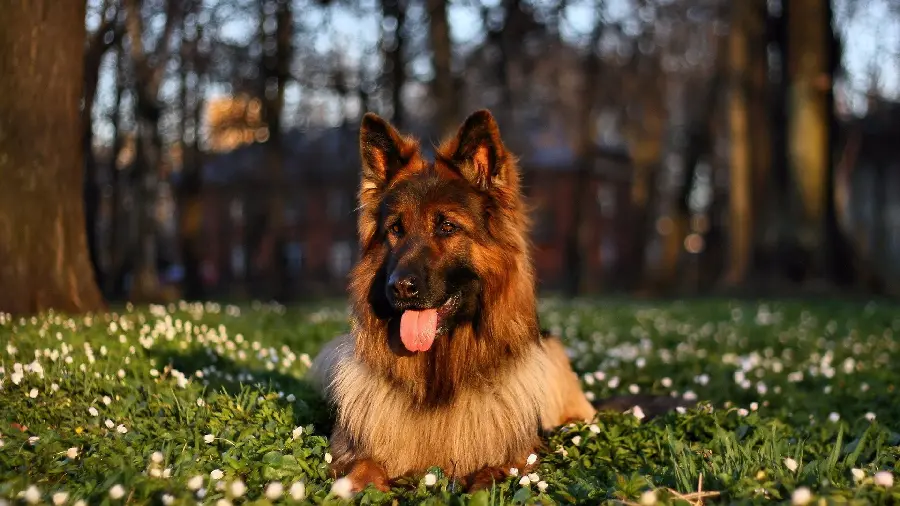 High resolution 4K stock photo of a German Shepherd suitable for laptop background