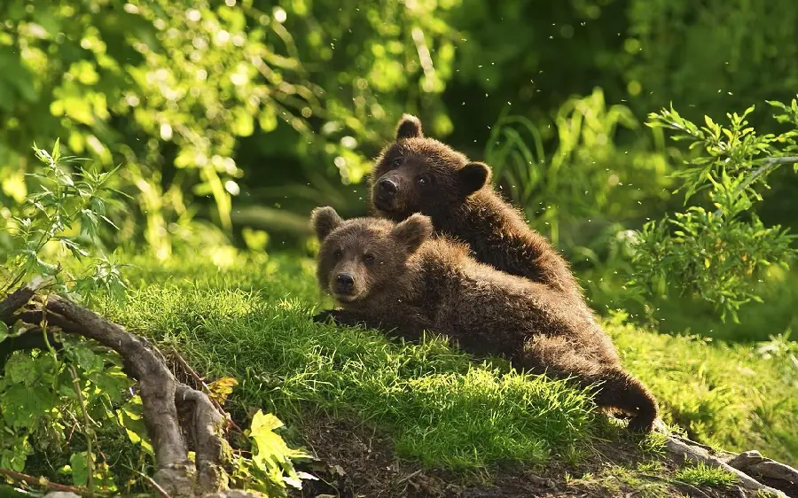 Latest HD Wallpapers of Cute Brown Bears