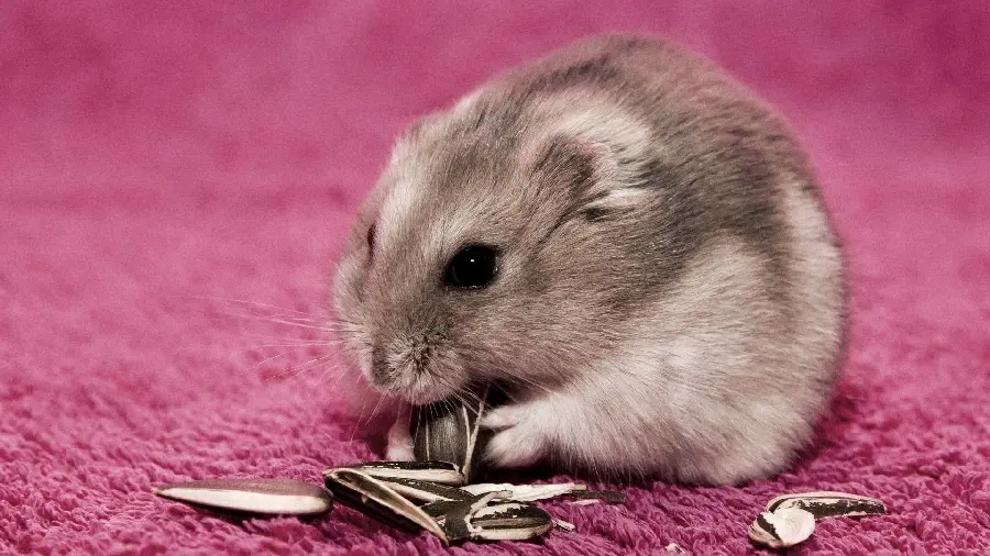 Hamster Eating Eggs Photo