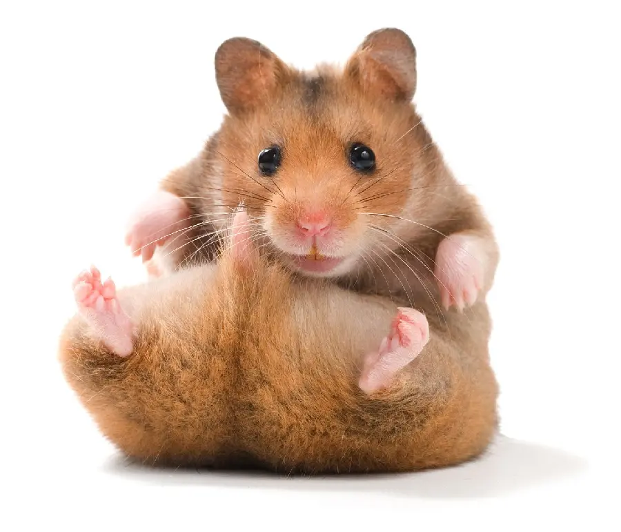 Photo of an overweight hamster