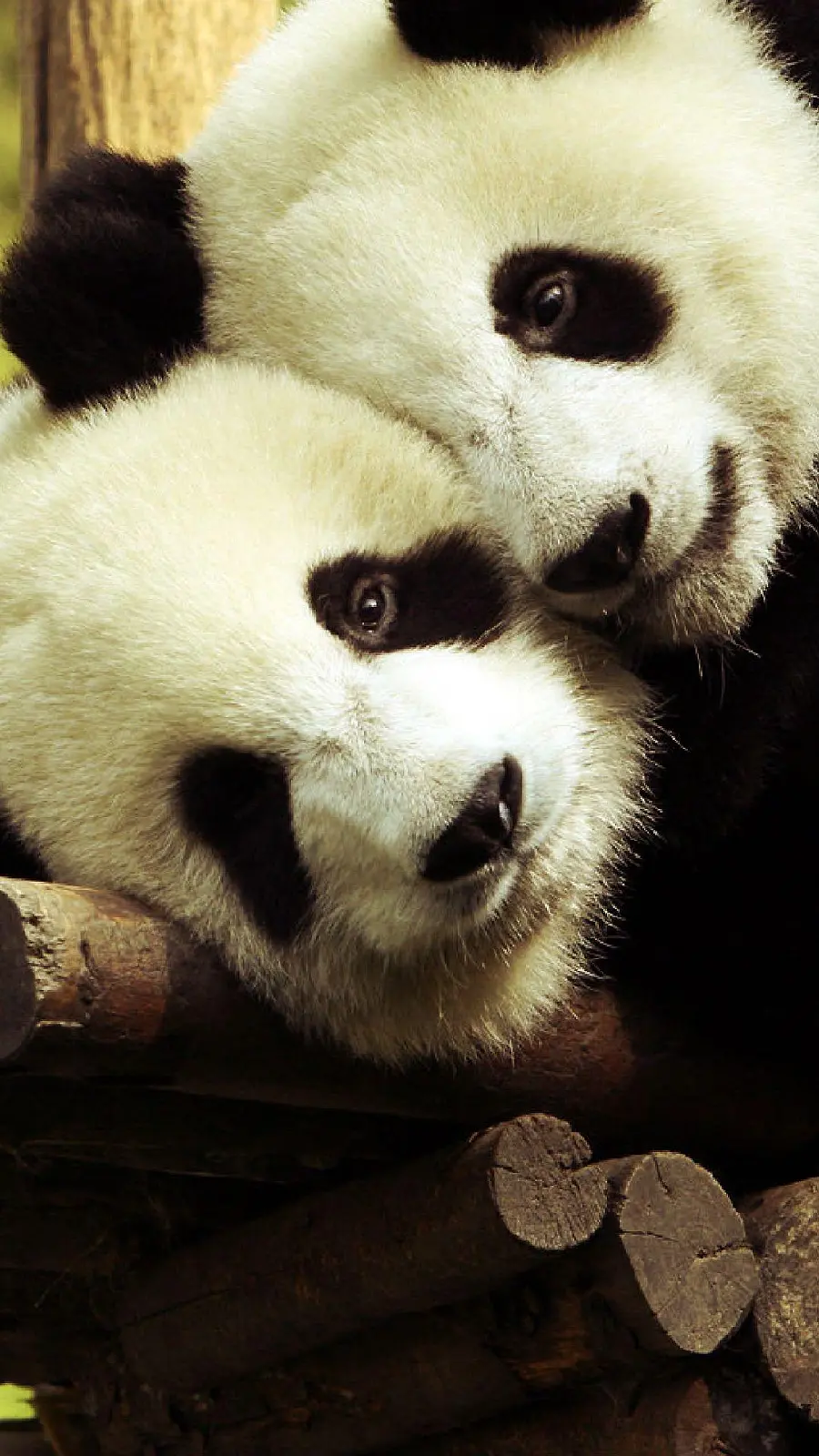 Realistic Panda Romantic Wallpaper foriPhone