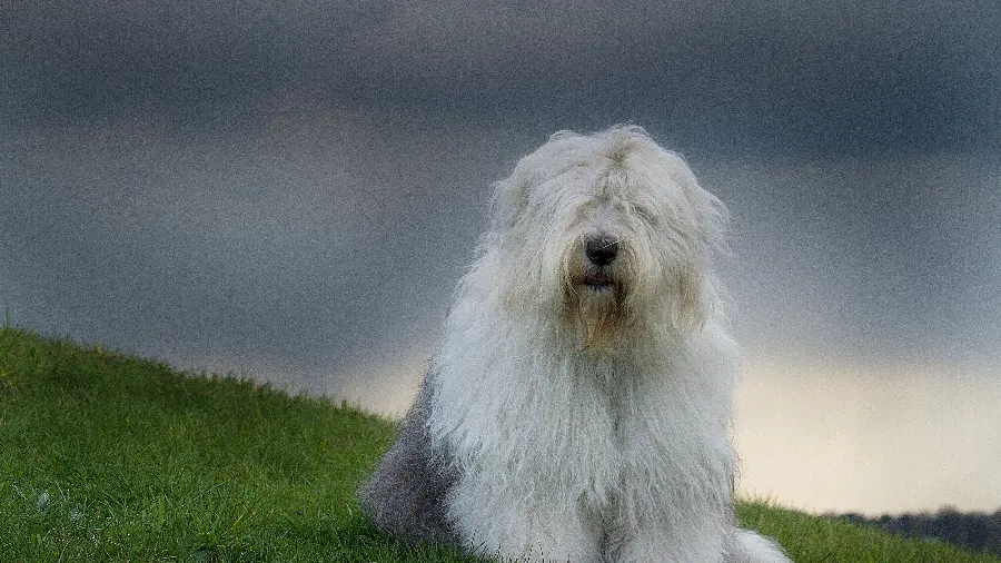 Free download of unique wallpaper of an English sheepdog 4K