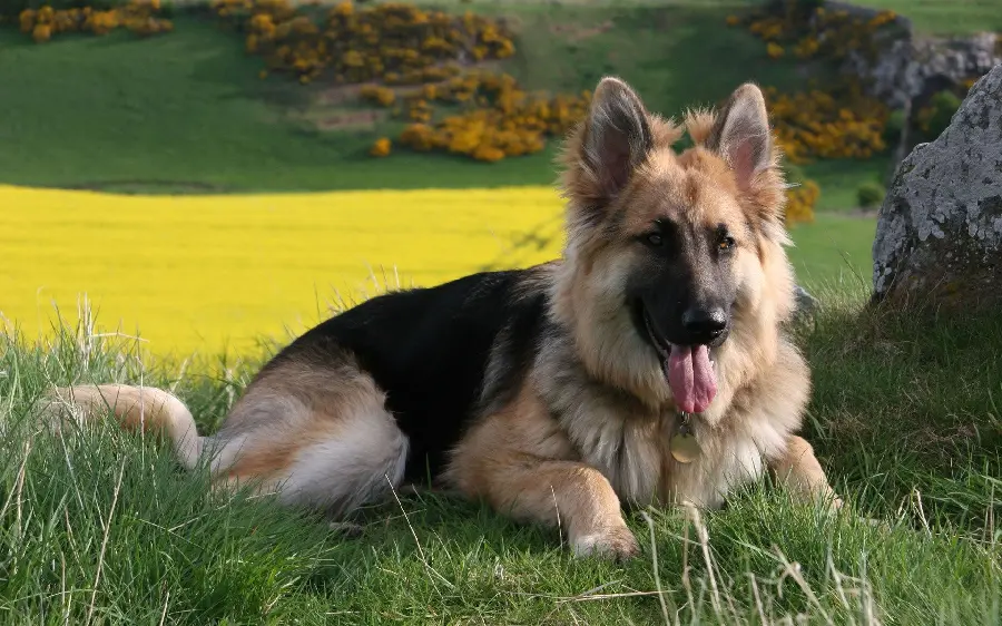 Completely Free Download German Shepherd Rex Dog Profile Picture