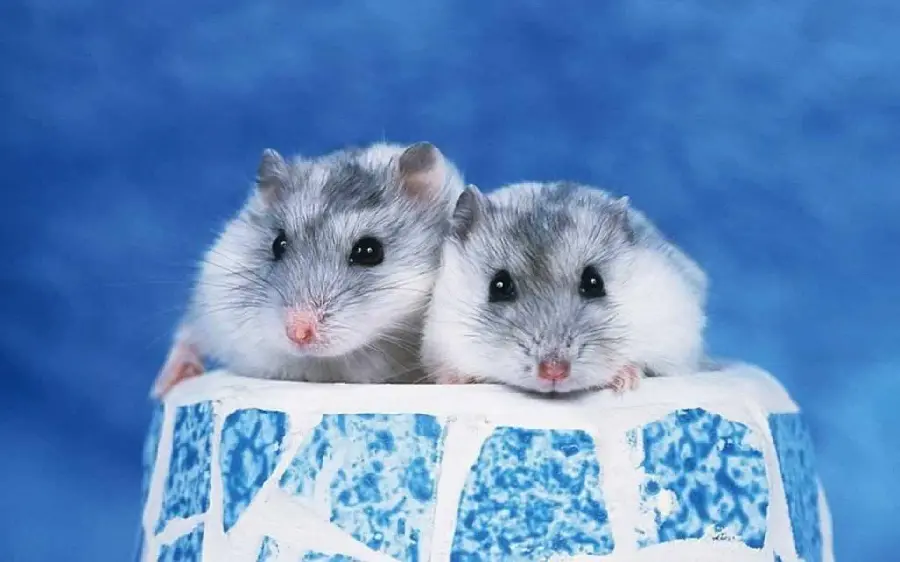Photo of baby hamsters resting on ice