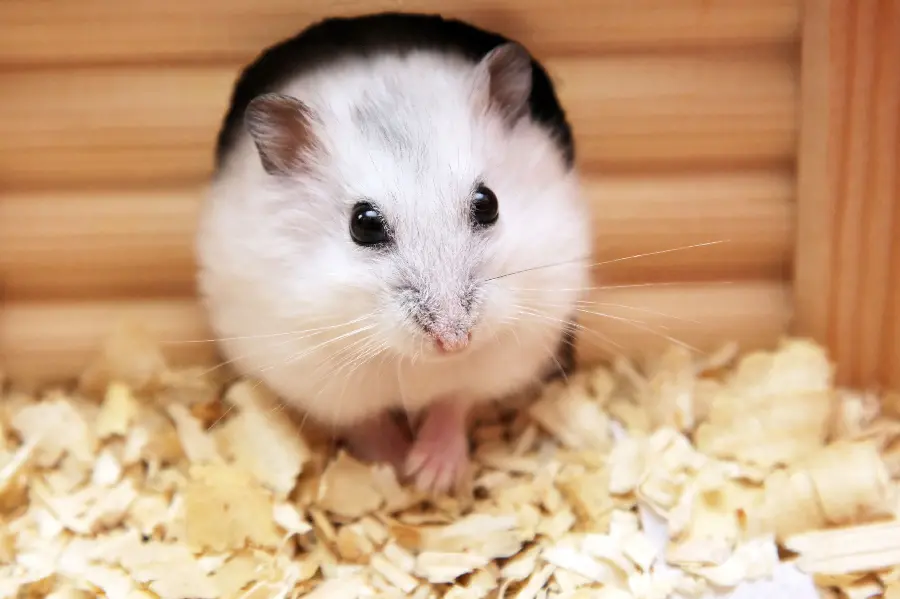 Hamster Profile in Wooden Hut 