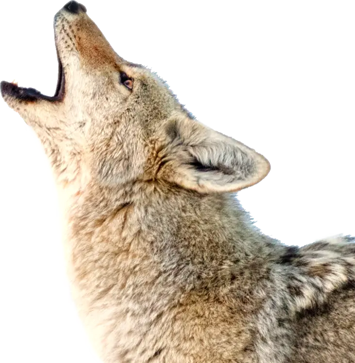 Cool Howling Jackal Stock Photo Without Background PNG