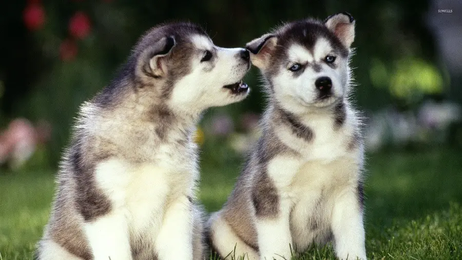 Playful husky puppy wallpaper with a faded and blurred background