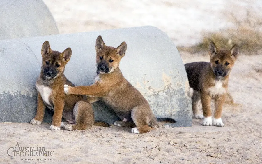 Very beautiful profile photo of a baby dingo wild dog