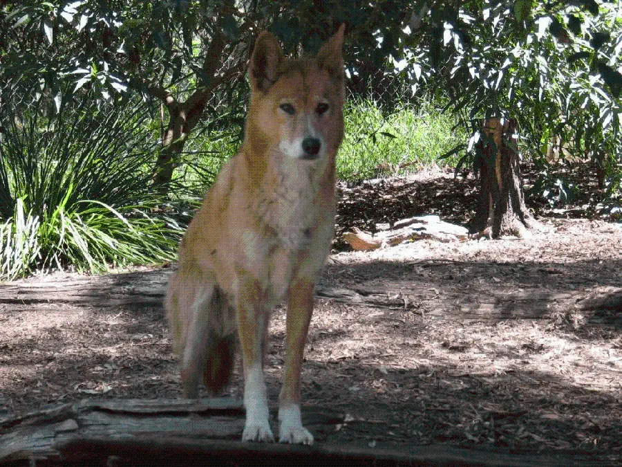 Attractive and spectacular profile photo of a dingo or Australian wild dog