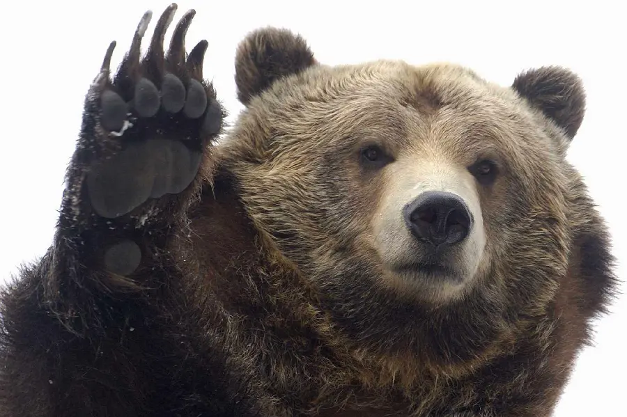 Stock Photo of Bear HD for Printing on Mouse Pad