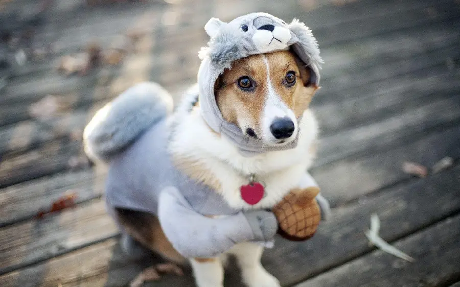 Dog wallpaper with funny and cute clothes