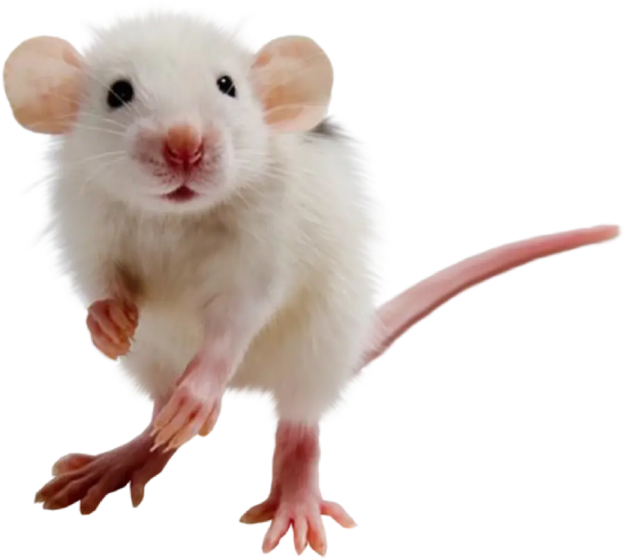 What breed is this hamster?