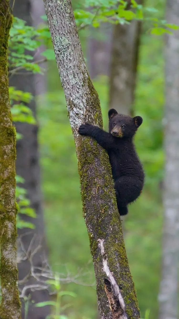 Unique wallpaper for your phone of a cute black bear cub