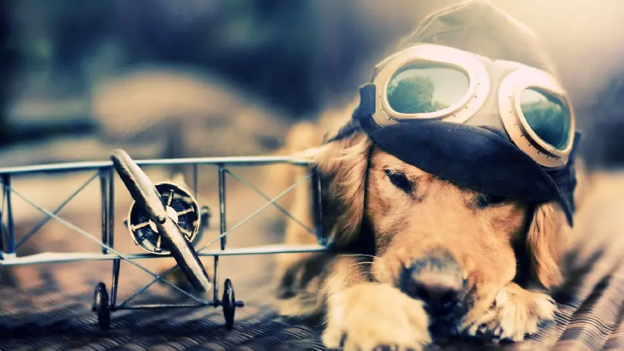 Free Download High Resolution Dog Stock Images for Desktop
