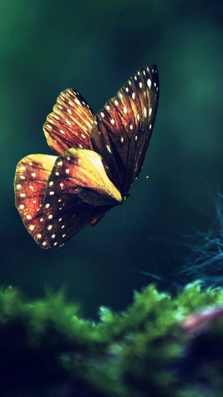 Best Quality Background Available for iPhone with Butterfly Design