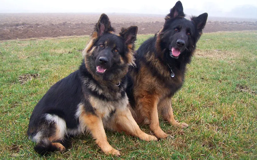 Exciting wallpaper of German Shepherd Rex dogs