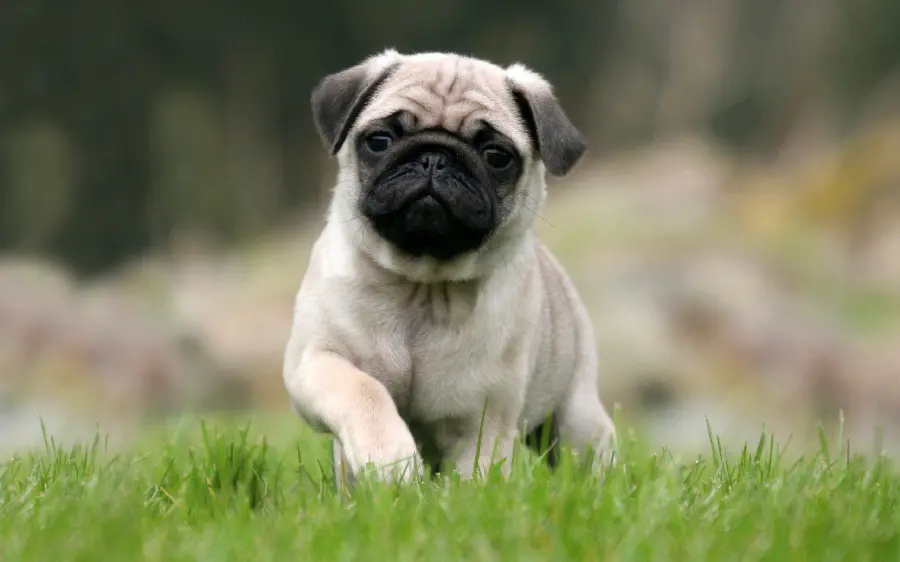 Attractive and spectacular pug dog background for desktop 