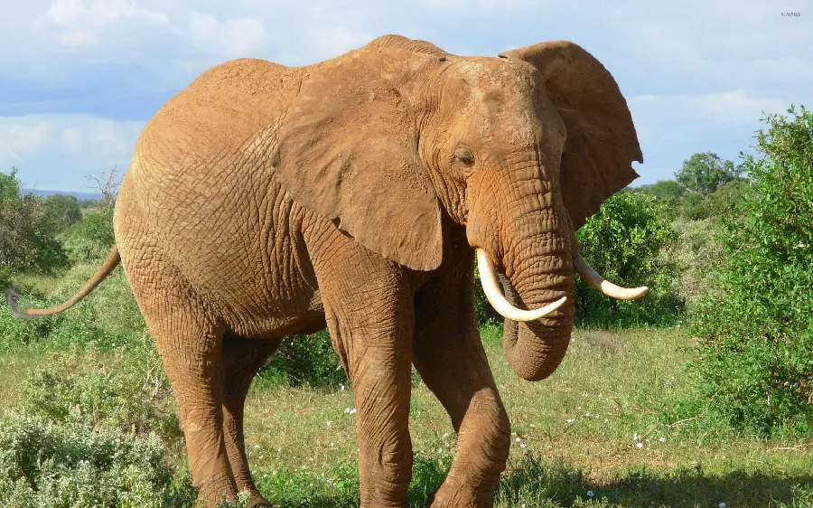 Download stock photo of an elephant alone in the grasslands and desert