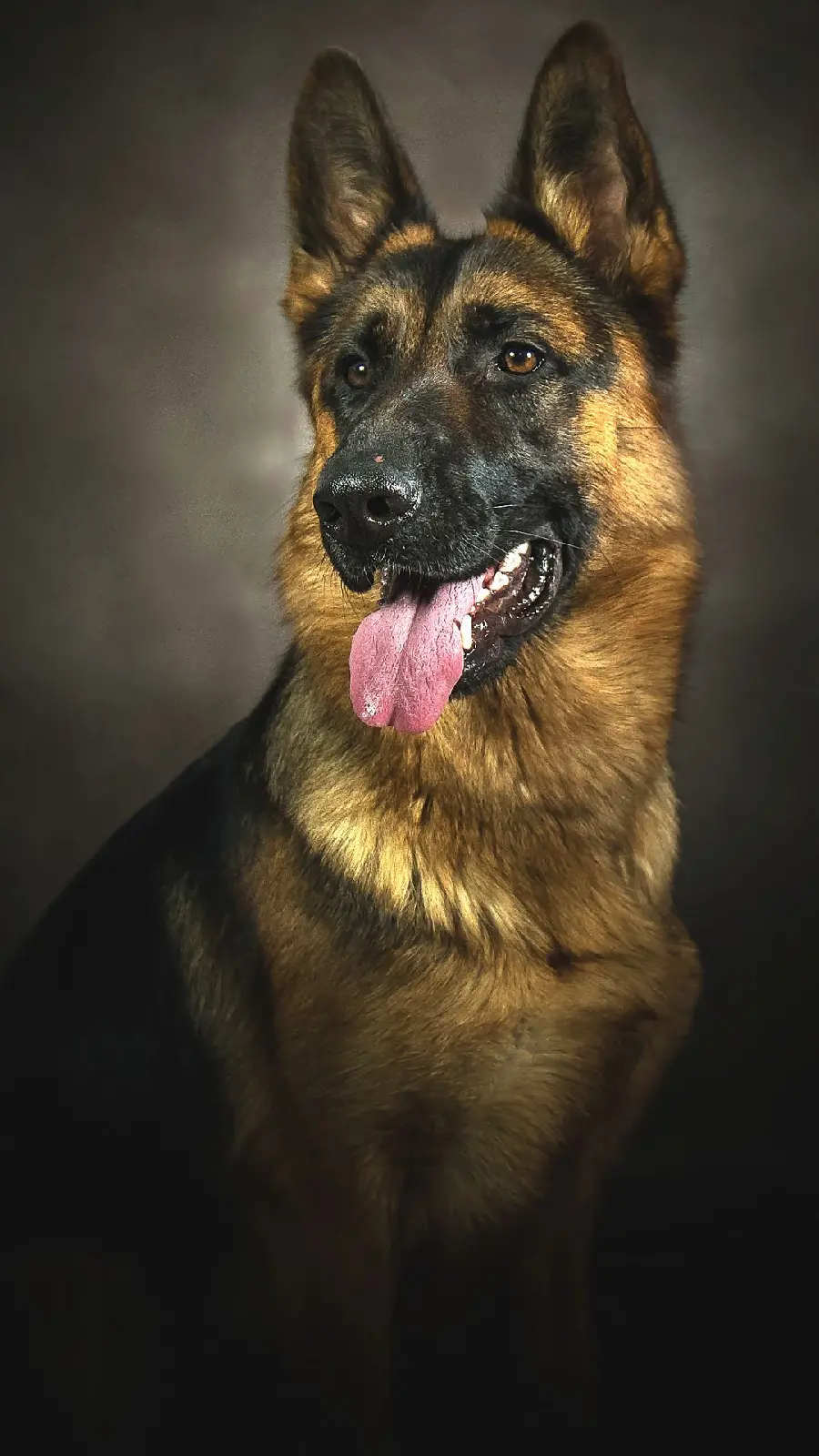 Photo Taken From Adult and domesticated German Shepherd for iPhone 