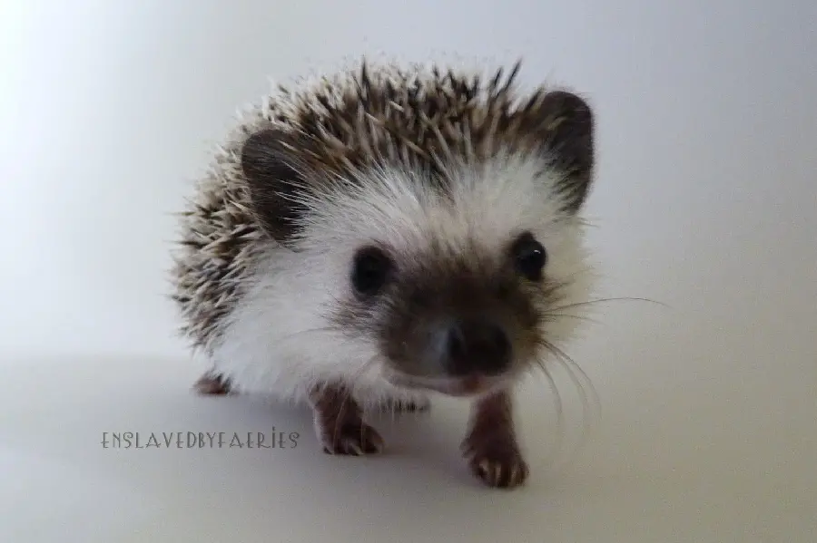 Background photo of a baby African hedgehog, a domestic breed