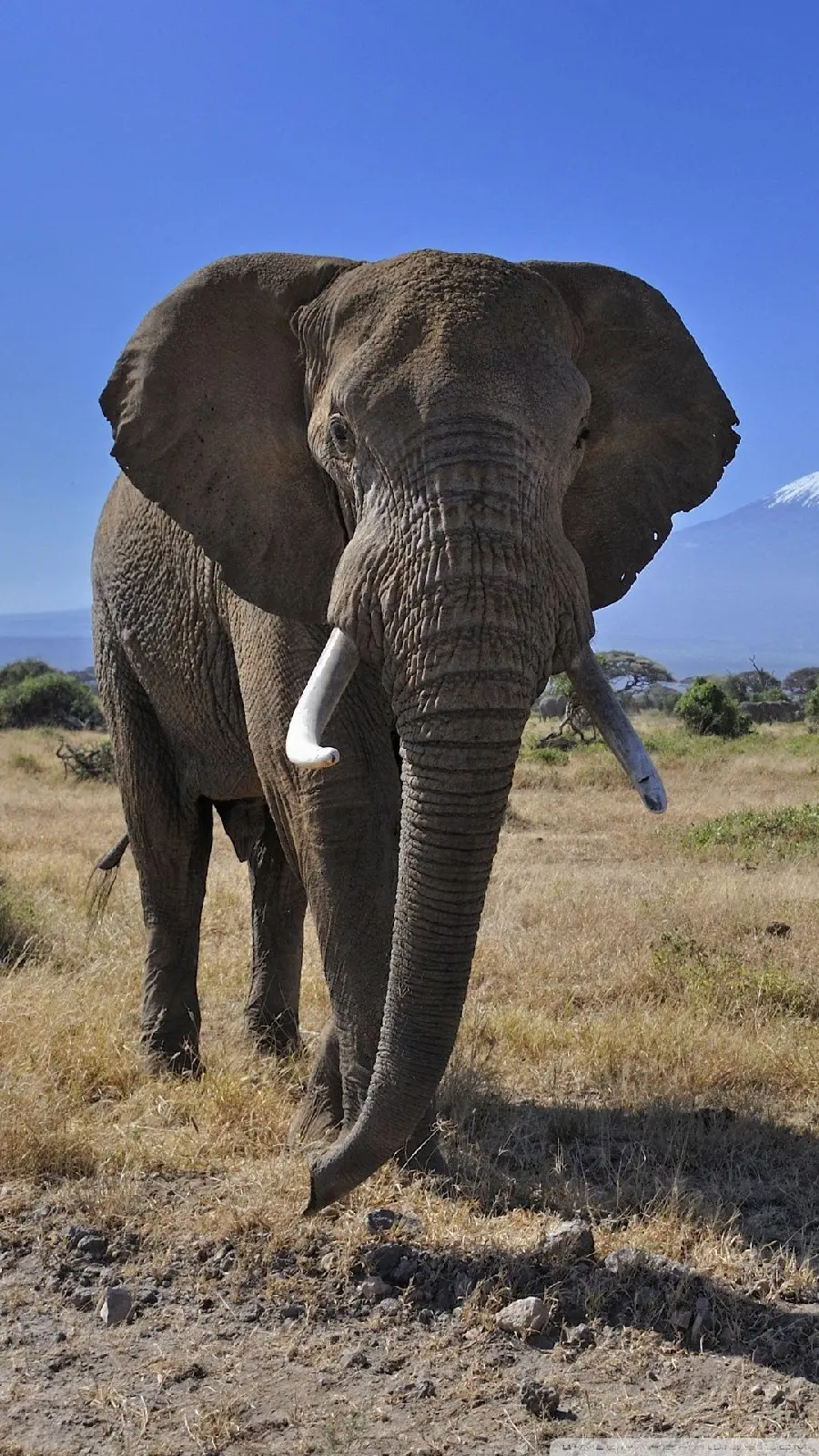 Stock photo of African elephant in the desert