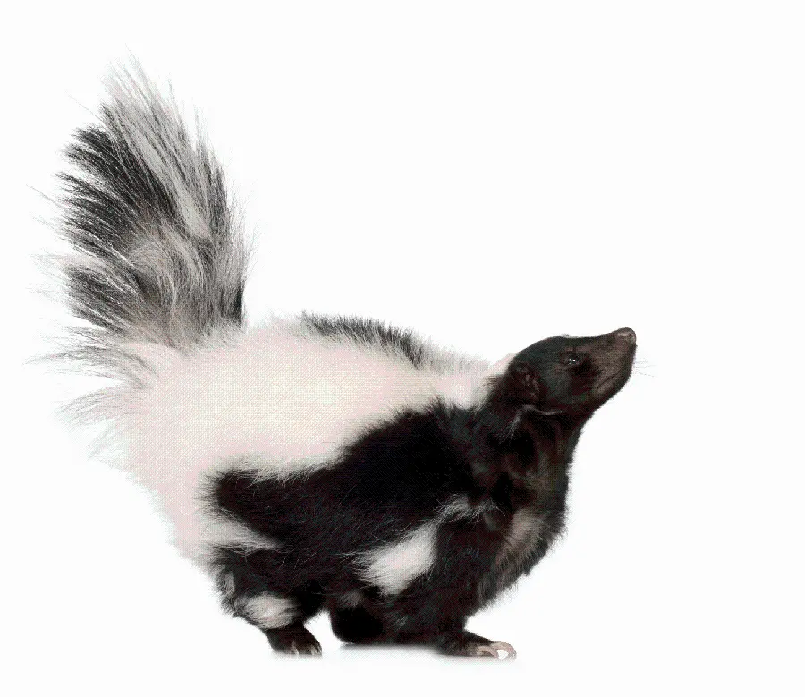 Unique Photo of a skunk on a white background