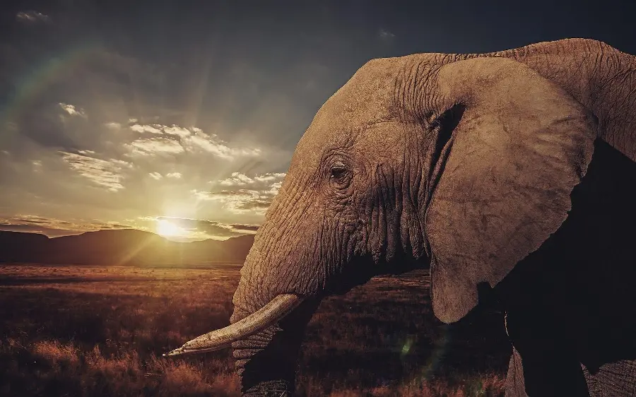  Download wallpaper and mobile background of a beautiful elephant embodying the creativity of nature 