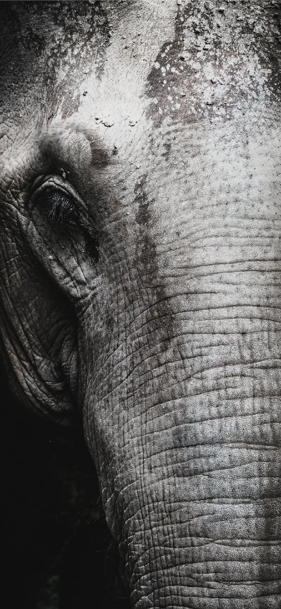 Black and White Elephant