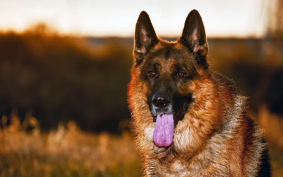 Amazing German Shepherd Rex Wallpaper FULL HD