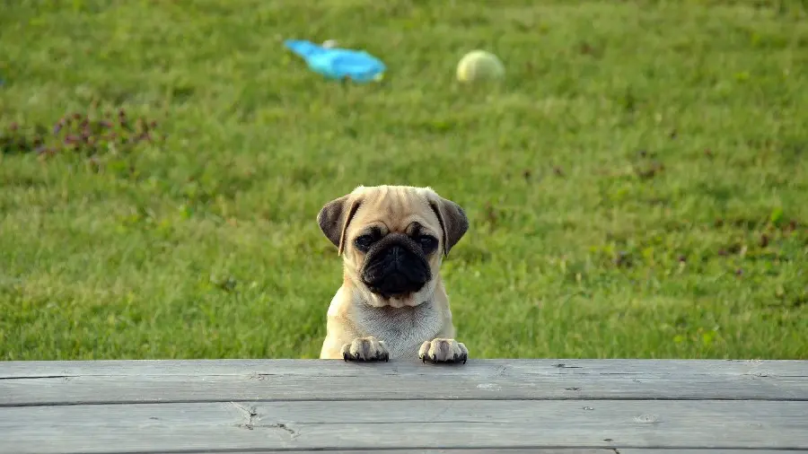 Pug Dog Stock Photo with Lush Grass Background