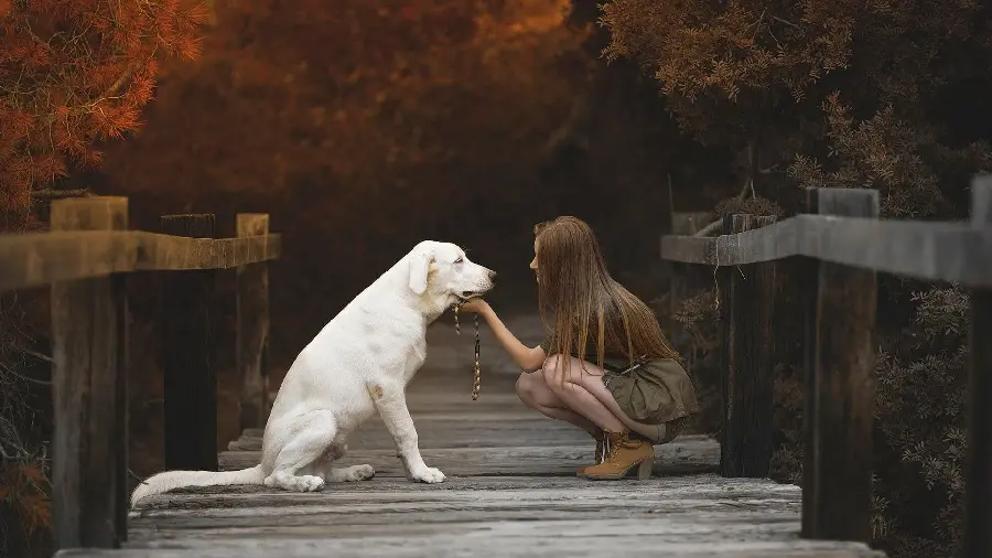 Dreamy and Cool Background Photo of White Labrador Retriever Dog