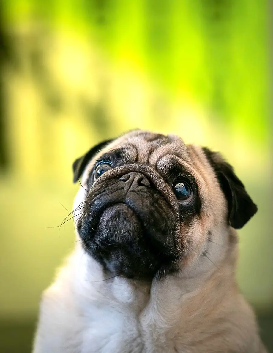 Download pug dog image for profile with follow background