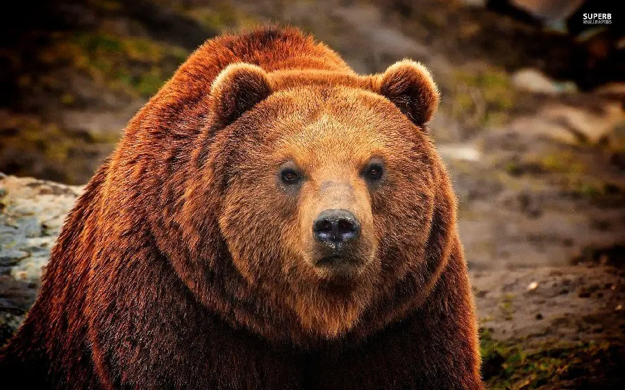 Cool and creepy wallpaper of a mature and strong brown bear with excellent HD resolution